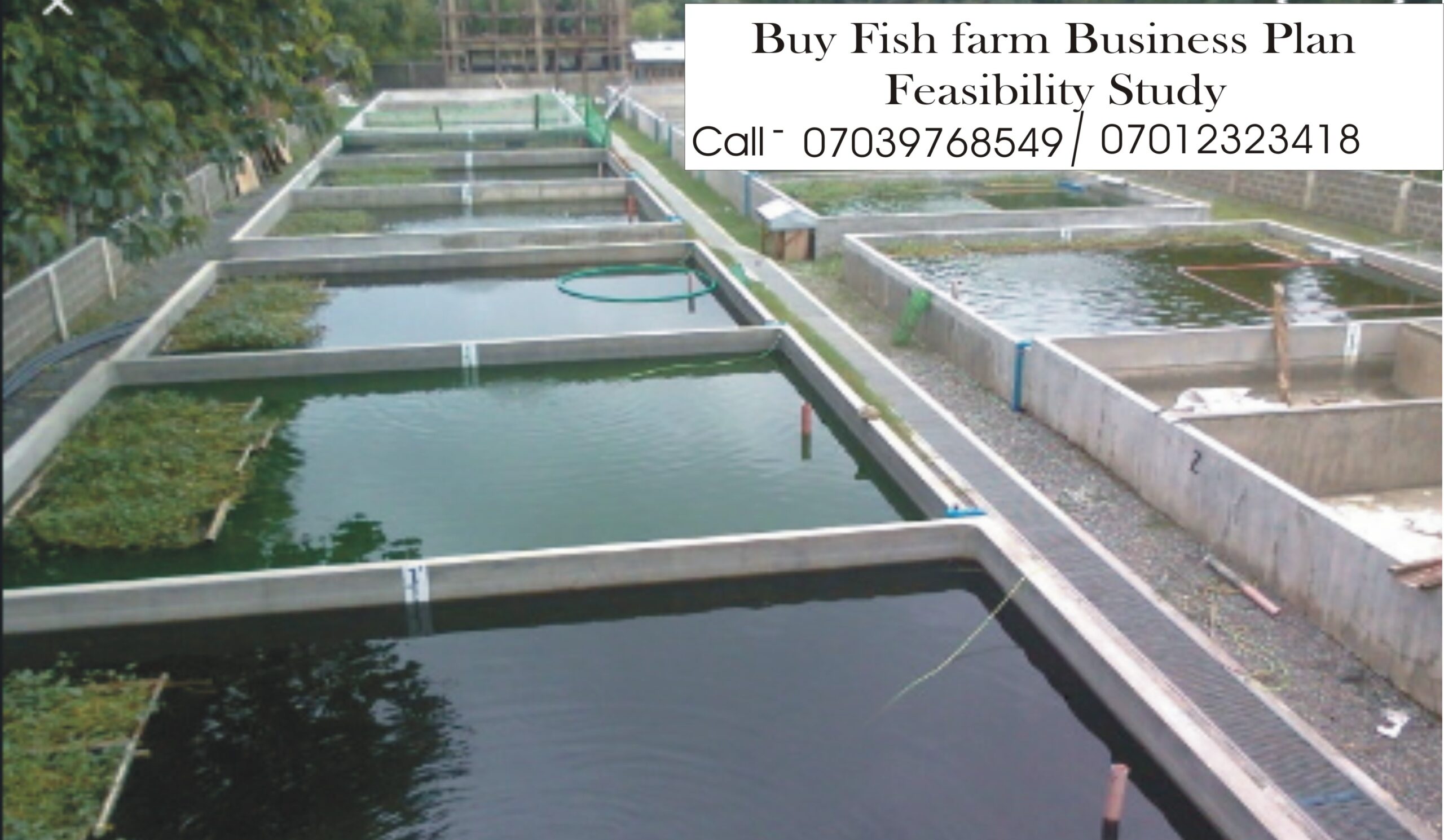 Fish Farming Business Plan In Nigeria
