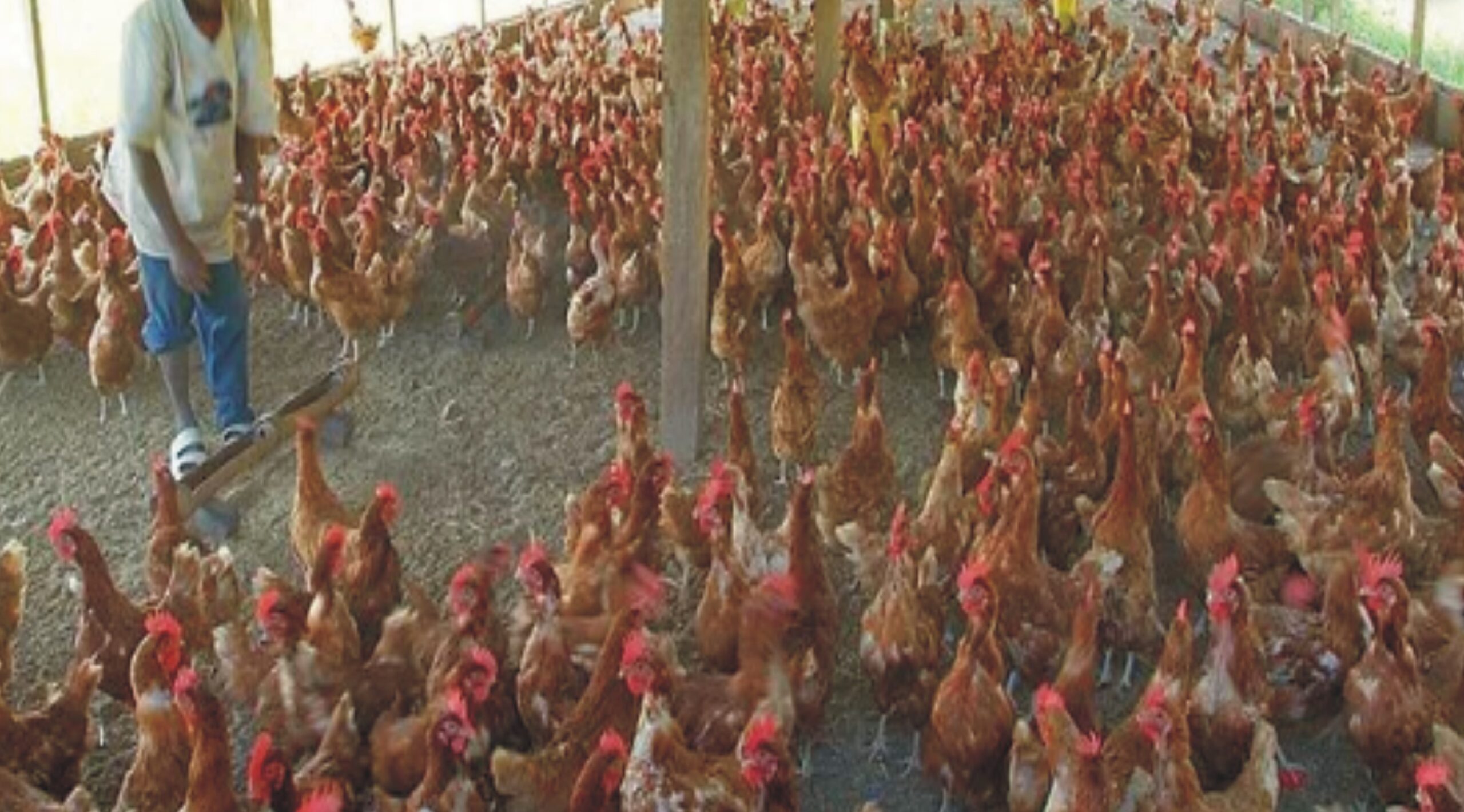 Poultry Farming Business Plan in Nigeria