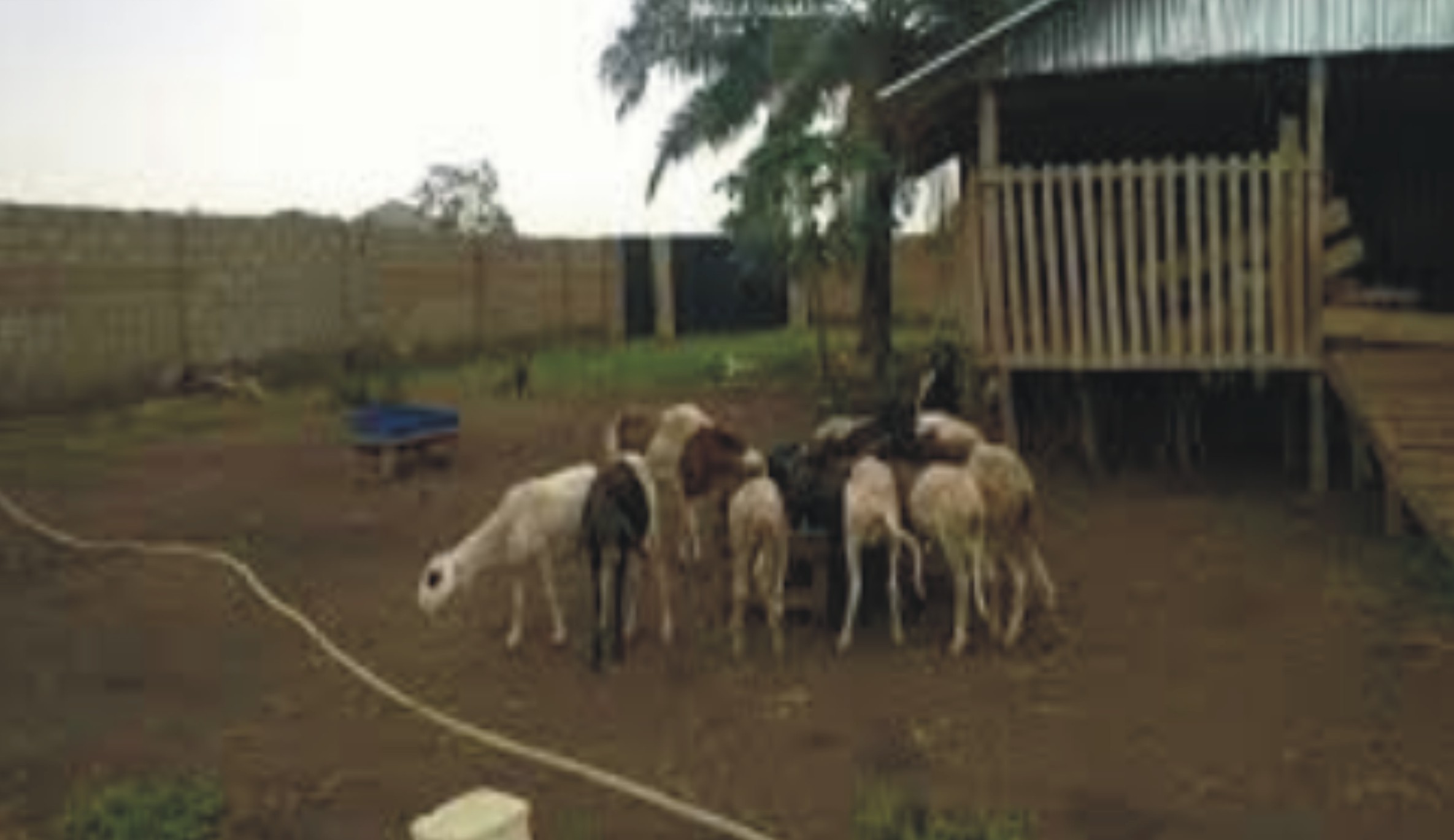 Goat Farming Business Plan In Nigeria