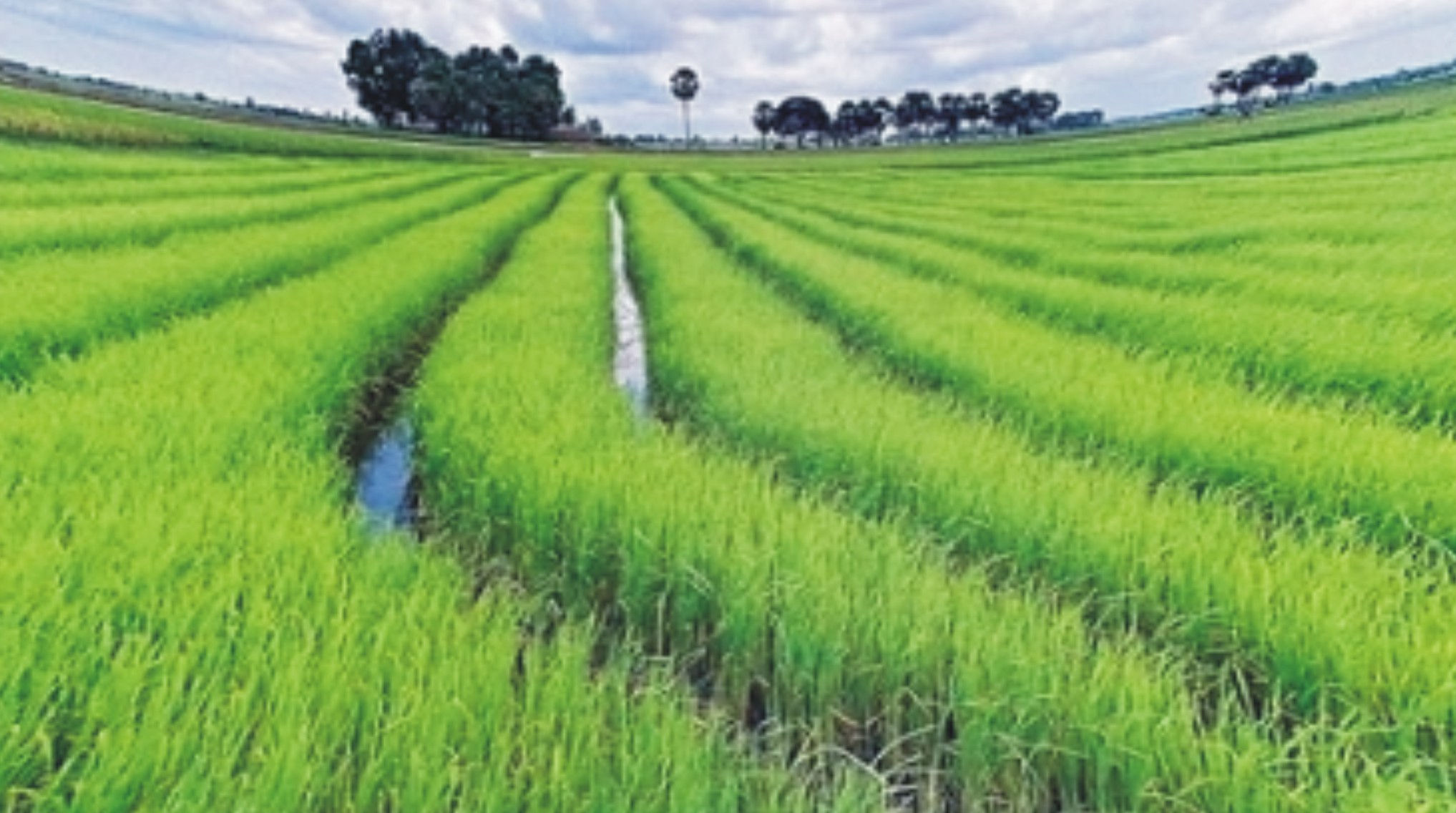 Rice Farming Business Plan in Nigeria